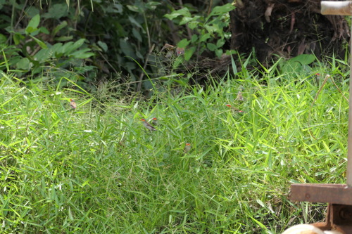 Orange-cheeked Waxbill