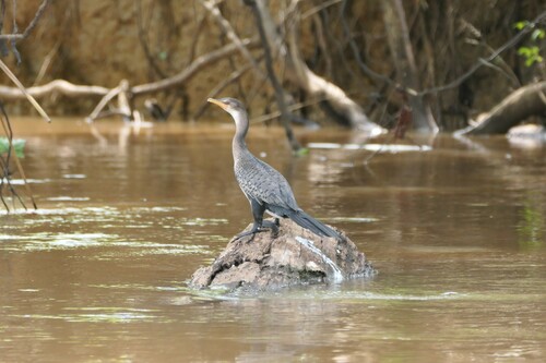Reed Cormorant