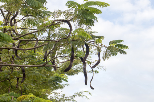 Delonix regia