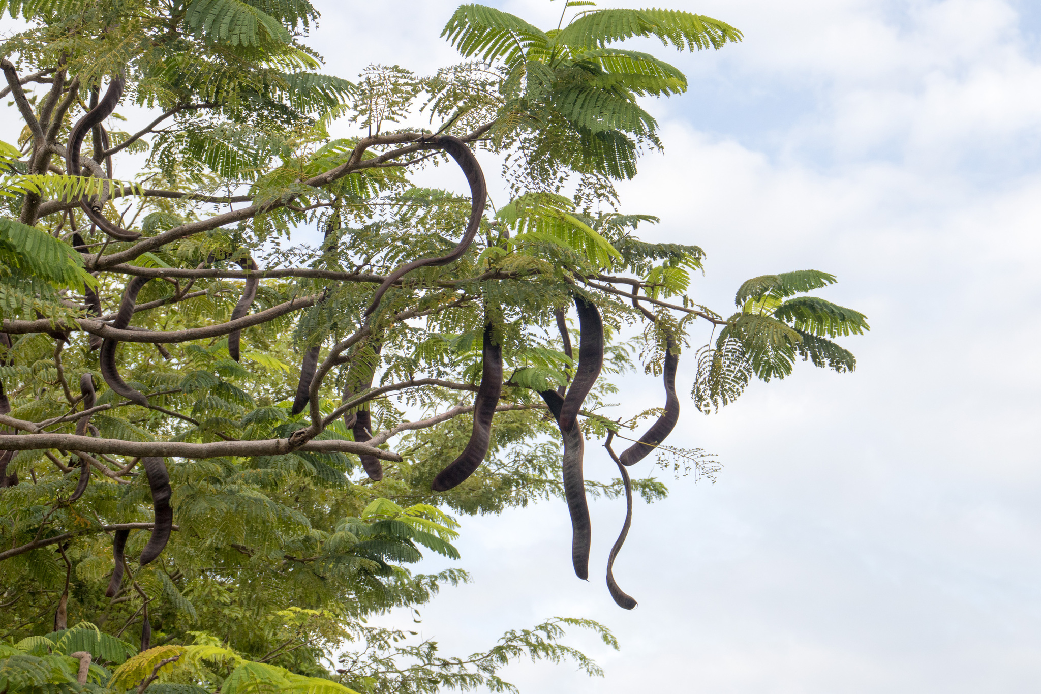 Delonix regia (Bojer ex Hook.) Raf. 3