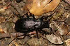 Carabus hortensis