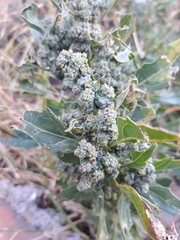 Chenopodium quinoa