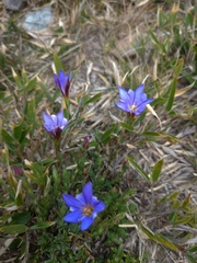 Gentiana arisanensis