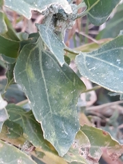 Chenopodium quinoa