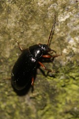 Gonodera luperus
