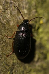Gonodera luperus