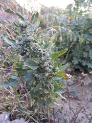 Chenopodium quinoa