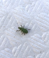 Pachyrhinus lethierryi