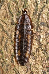 Lamprohiza splendidula