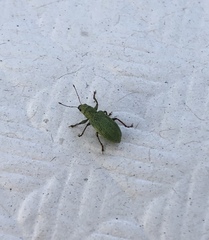Pachyrhinus lethierryi