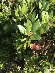 Arctostaphylos insularis