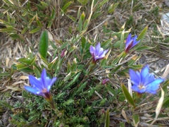 Gentiana arisanensis