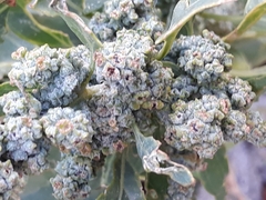 Chenopodium quinoa