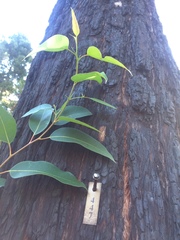 Eucalyptus pellita