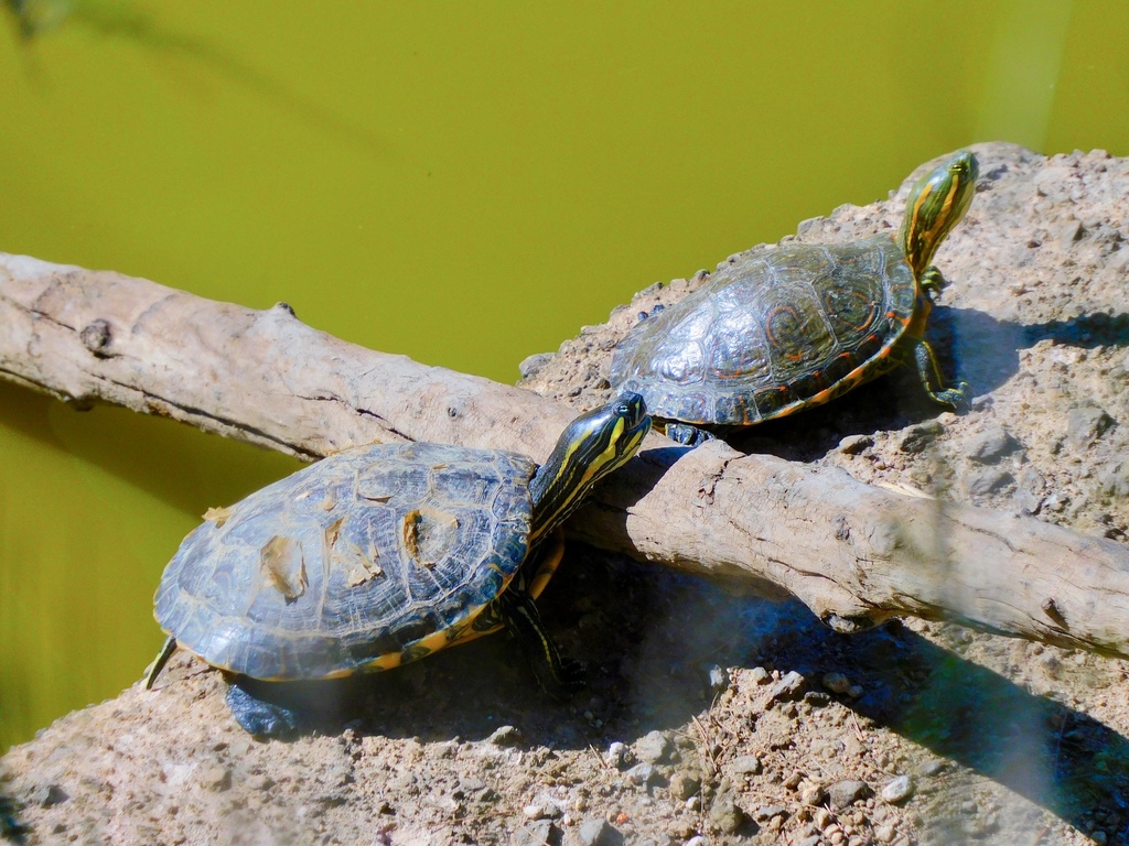 Ornate Slider in April 2024 by Reximiliano · iNaturalist