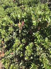 Arctostaphylos insularis