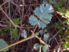 Pelargonium gibbosum