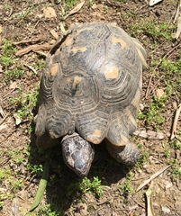 Testudo marginata
