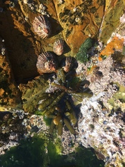 Splachnidium rugosum