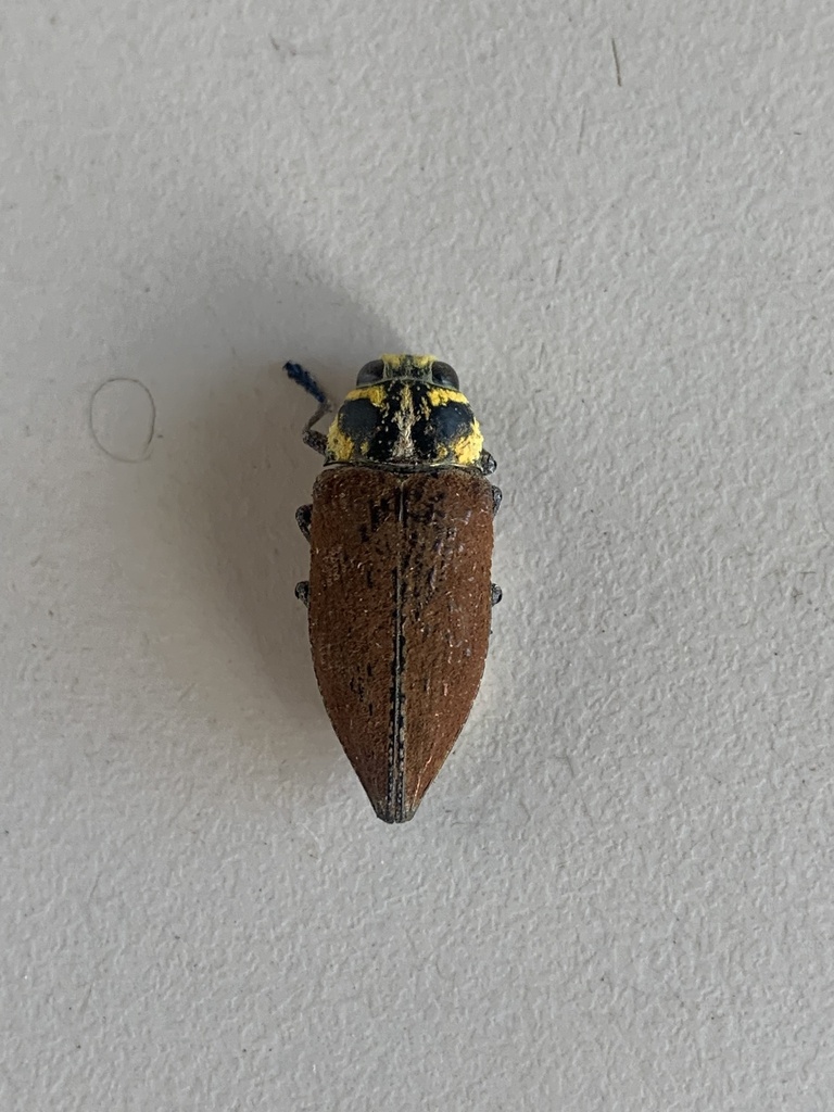 Lampetis aurata
