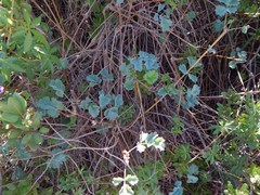 Pelargonium gibbosum