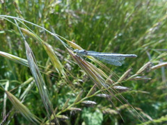 Ischnura perparva