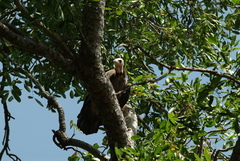 Necrosyrtes monachus