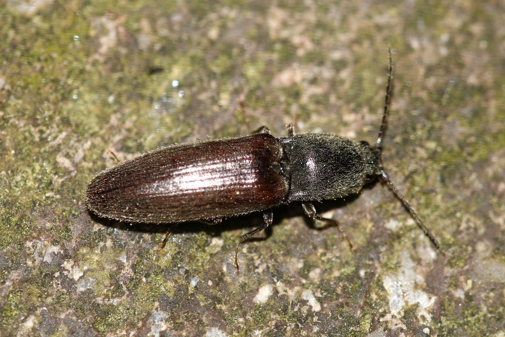 common brown click beetle