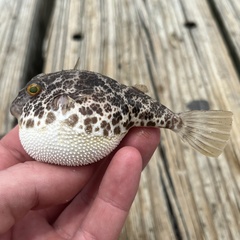 Green Puffer photo 3