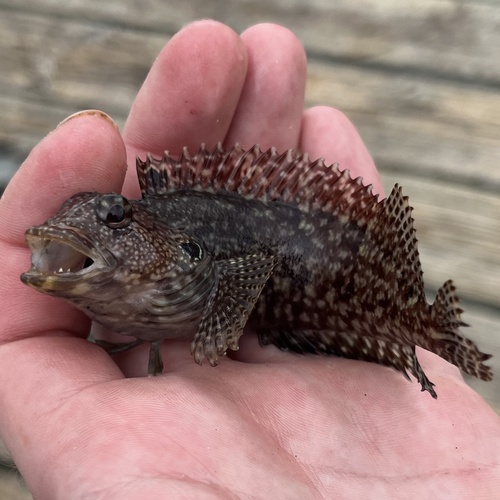 Harige slijmvis (Labrisomus nuchipinnis) — Labrisomidae — 3