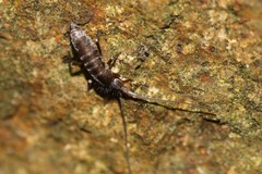 Pogonognathellus longicornis