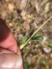 Trifolium dichotomum