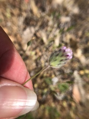 Trifolium dichotomum
