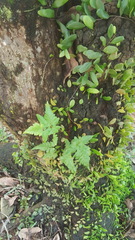 Lygodium japonicum
