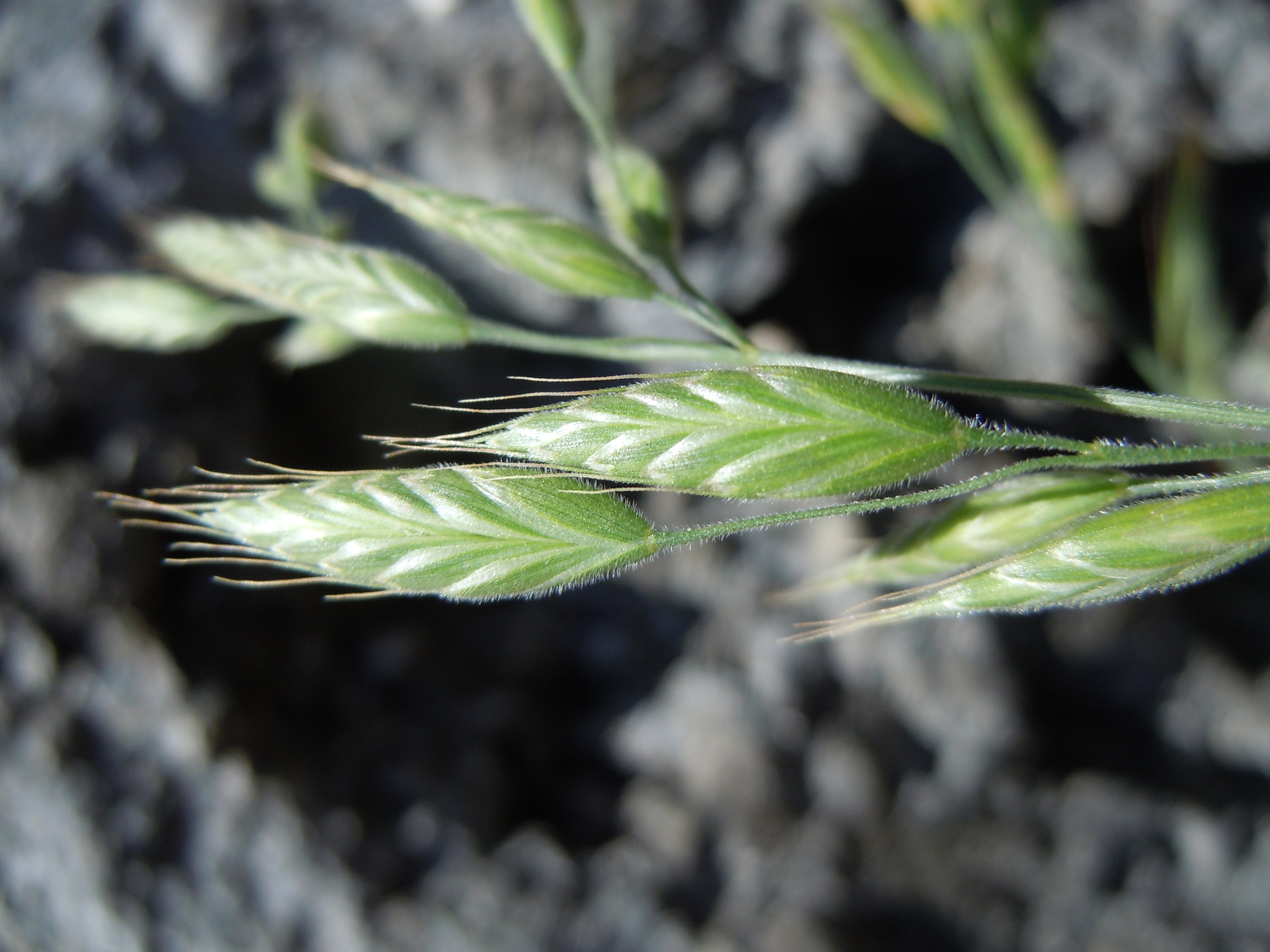 Bromus hordeaceus ssp. hordeaceus