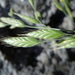 Soft Brome - Photo (c) Matt Lavin, some rights reserved (CC BY-SA)