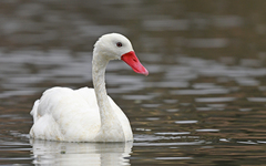 Coscoroba Swan photo 2