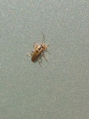 Cantharis decipiens