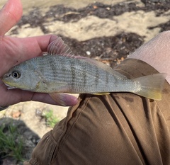 Striped Drum photo 3