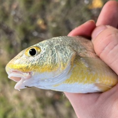 Striped Drum photo 2