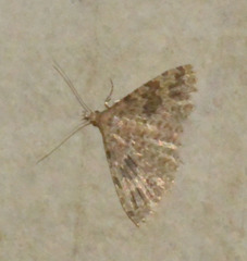 Alucita hexadactyla
