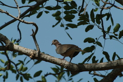 Streptopelia vinacea
