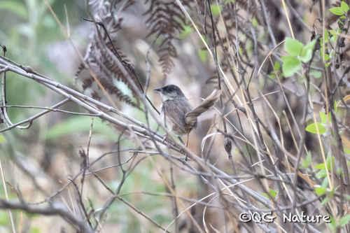 Himalayan Prinia (Prinia crinigera), photo 5