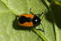 Cryptocephalus marginatus