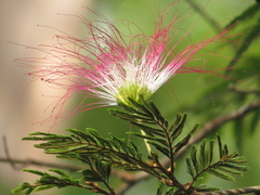 Calliandra pittieri