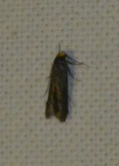 Spuleria flavicaput