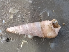 Turritellinella tricarinata