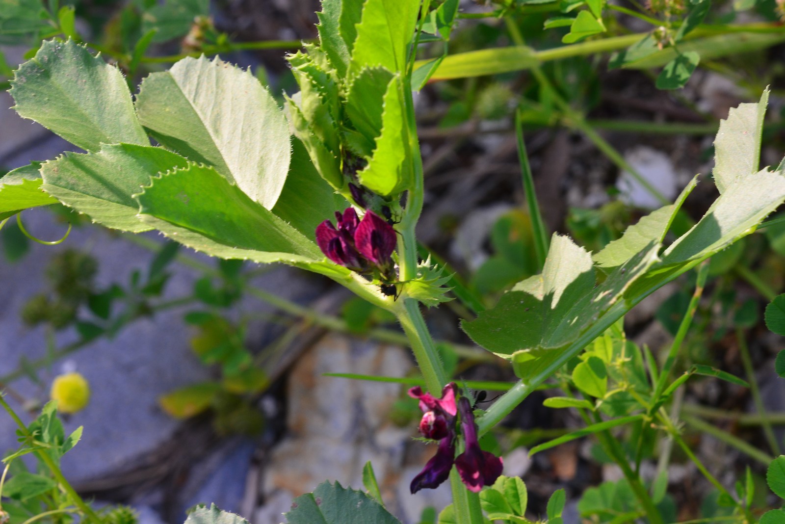 Vicia serratifolia