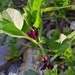 Vicia serratifolia - Photo (c) David Renoult, algunos derechos reservados (CC BY-NC), subido por David Renoult