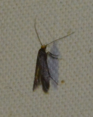 Spuleria flavicaput